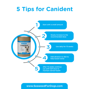 Canident | Clean Dogs Teeth, Fix Bad Breath and Remove Plaque